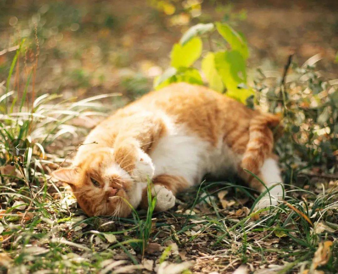 北大猫咪图鉴北大猫的生活没你想象的那么滋润