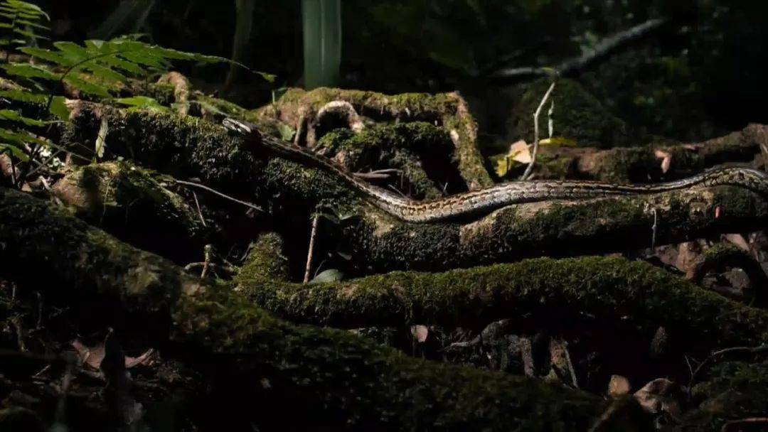 图说纪录片岩蟒女王