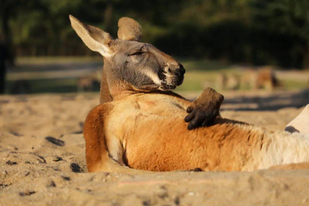 原来袋鼠是这样睡觉的