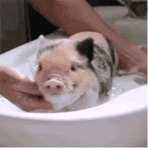 洗澡的猪 表情包图片