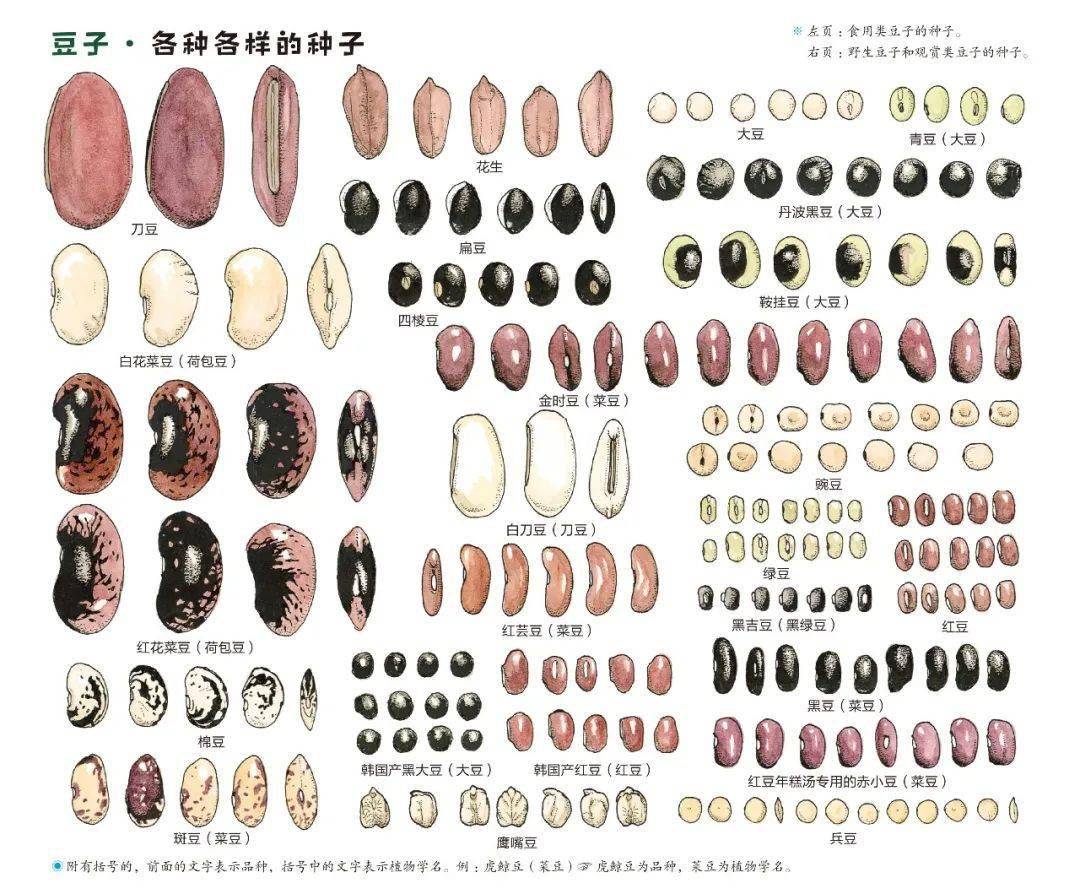 最适合孩子的秋冬营养食谱,直面孩子吃饭难题,提升抵抗力!_种子