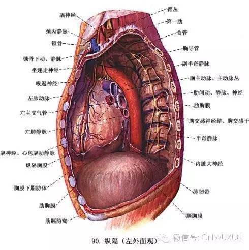 肺的内侧面图片