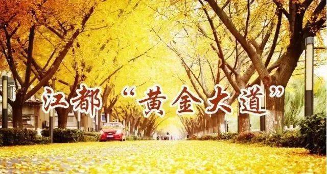 江都黄金大道今年缘何失色答案来了
