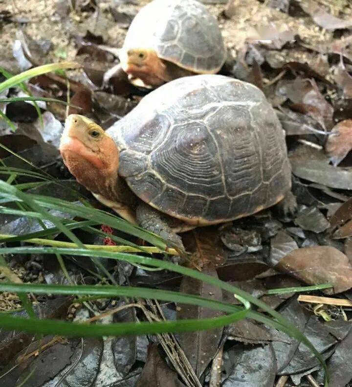 如何飼養才能讓黃緣閉殼龜食蛇龜的品相有更高的觀賞性