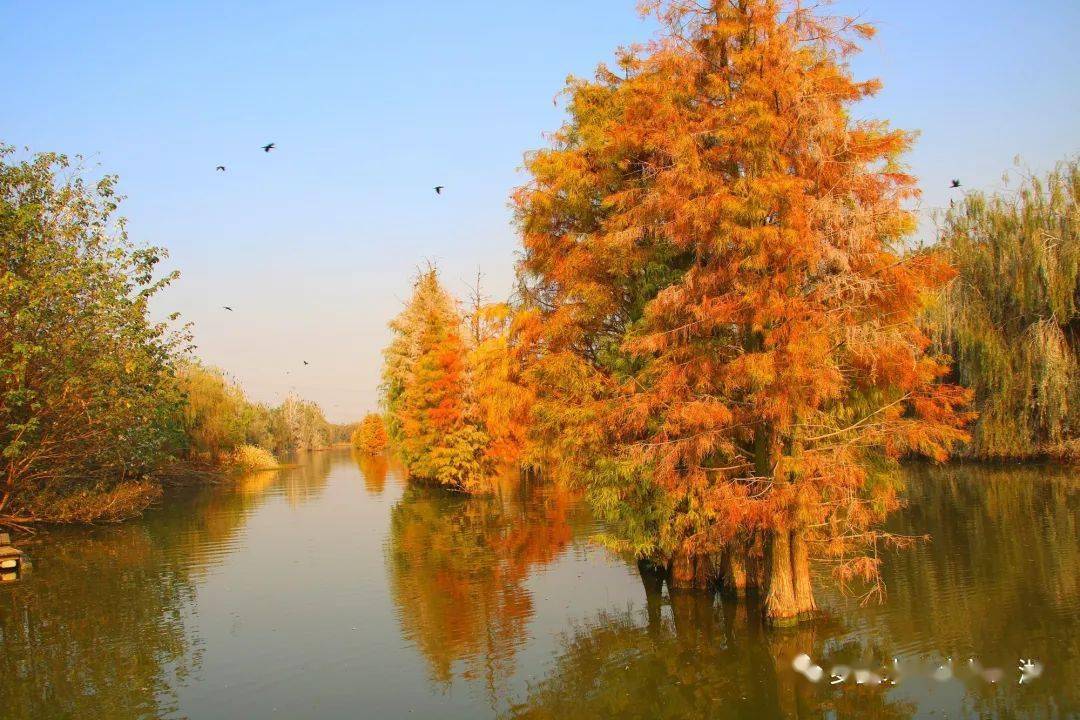 【惠游湖北】朱湖国家湿地公园:秋深景愈浓