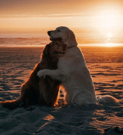 国外两只狗狗旅途相伴超有爱,画面暖心