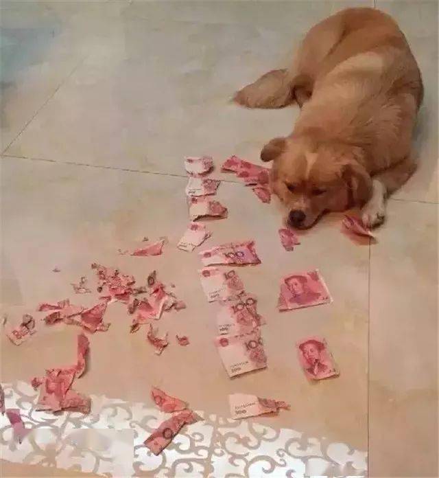 养狗到底有多造钱看完后我倒吸一口冷气