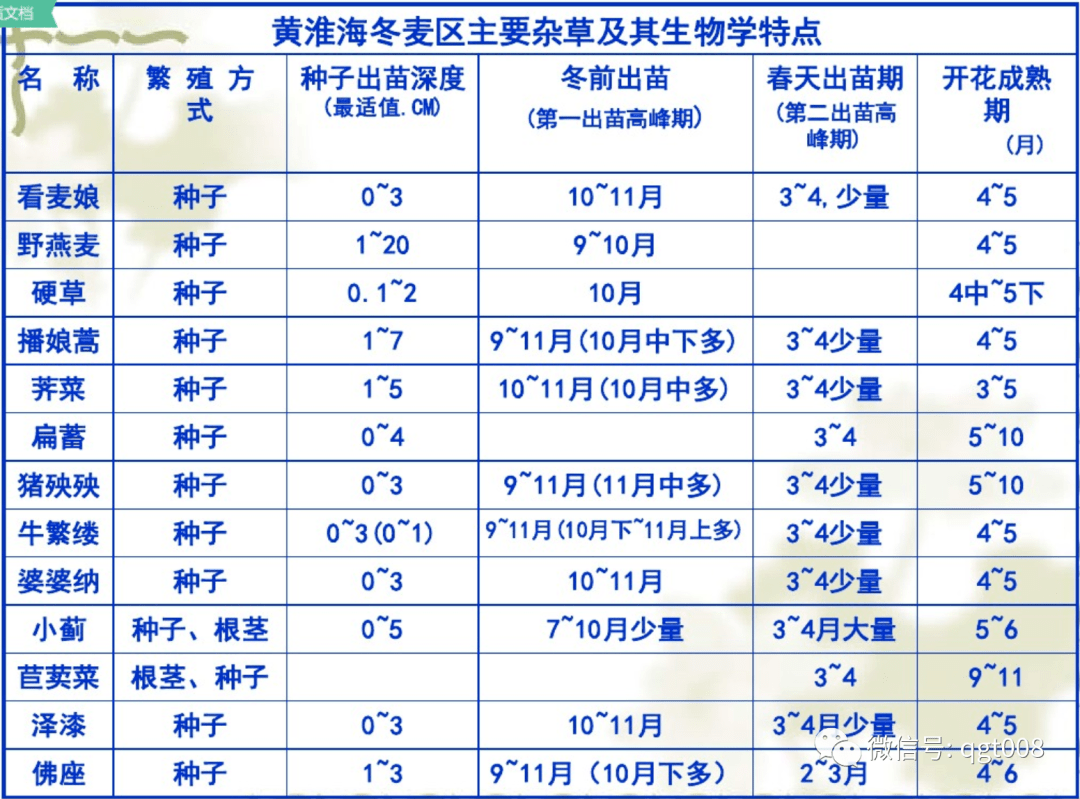 小麦除草剂使用有技巧什么时候用如何用
