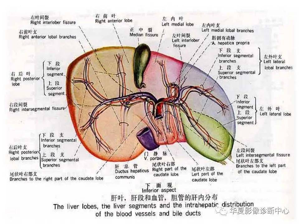 肝脏的基本解剖及分段