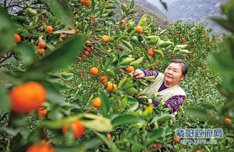 城关镇发展茶桔间作套种1200亩_紫阳