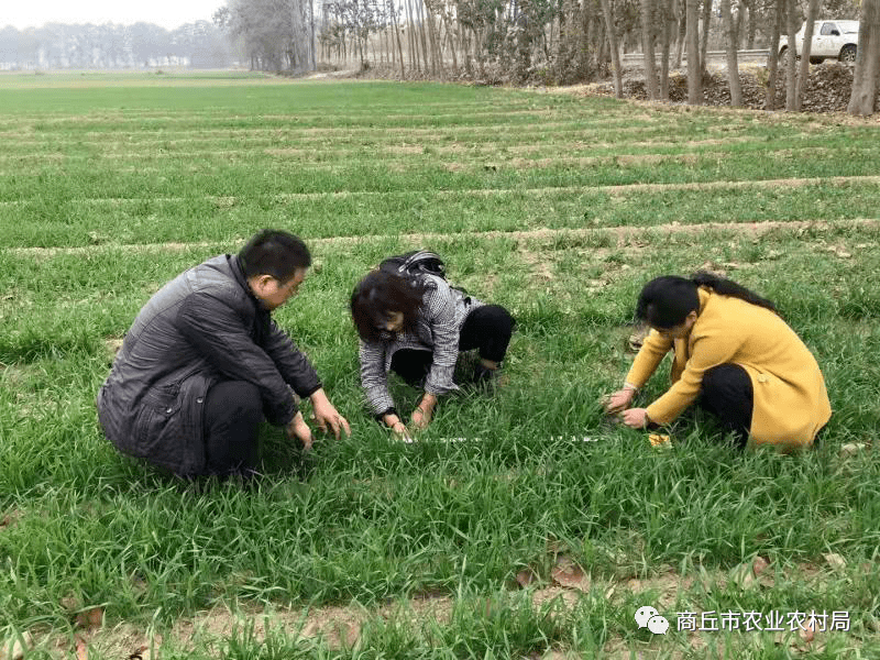 狠抓深耕整地,播後鎮壓等關鍵技術措施,有力促進了整地播種和小麥正常