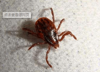 波杜早报开启快乐养殖每一天