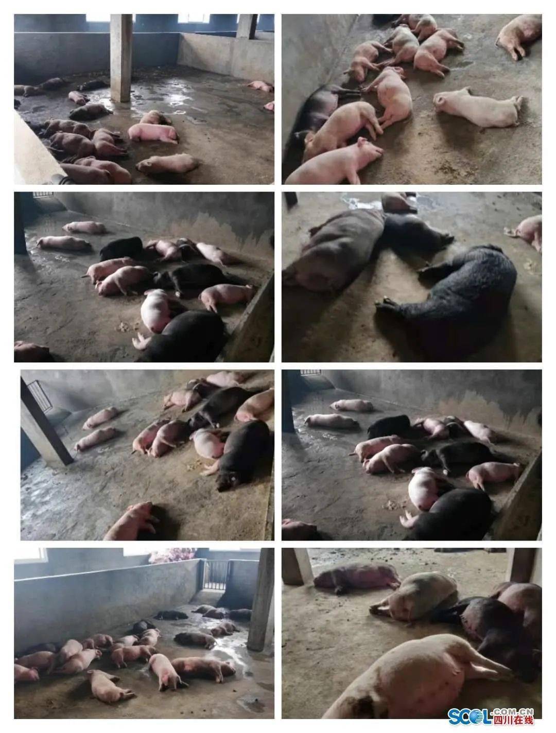 巴中通江一养猪场烧煤取暖遭遇意外近百头猪死亡