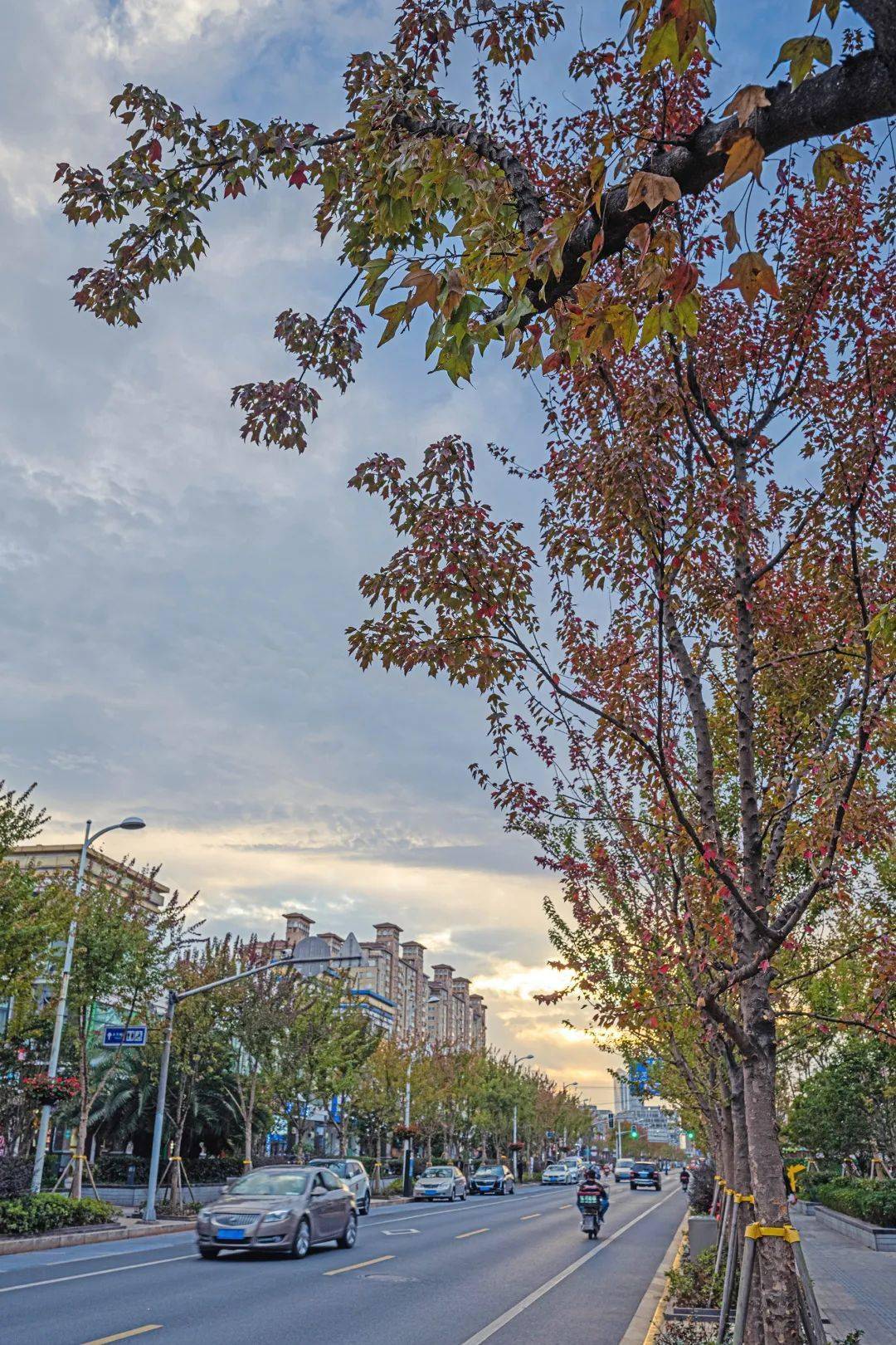 看一团秋叶像在天空飘舞道路边的行道树也可成为一抹靓丽的风景线探秘