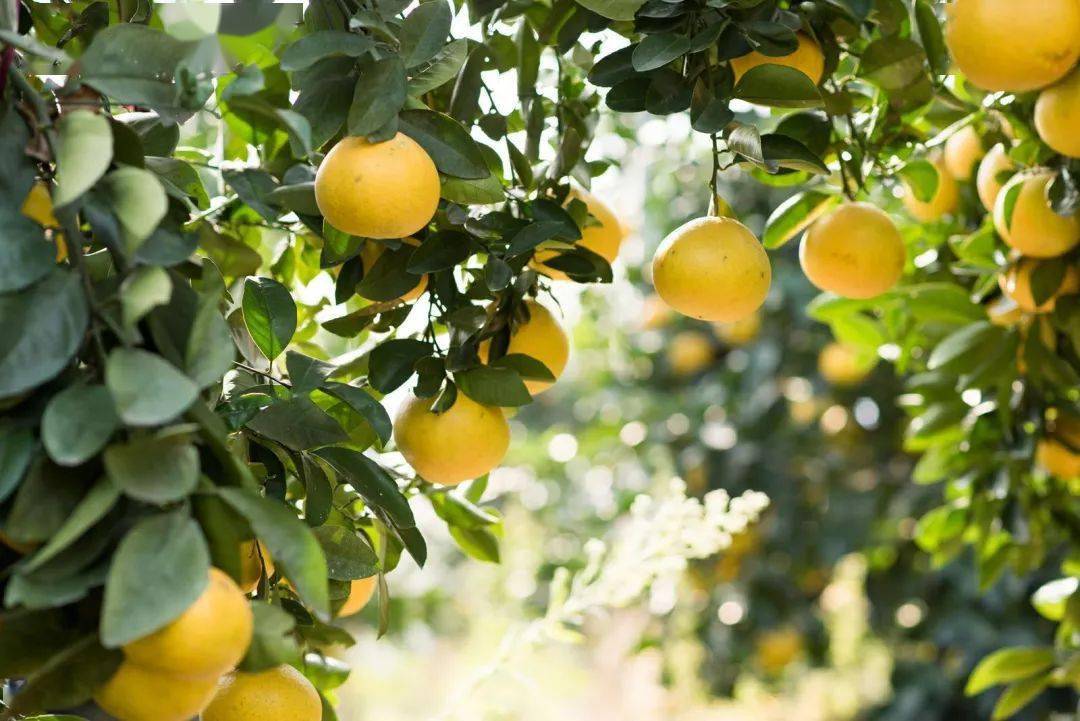 预告超好吃的红美人葡萄柚特价来啦错过等一年