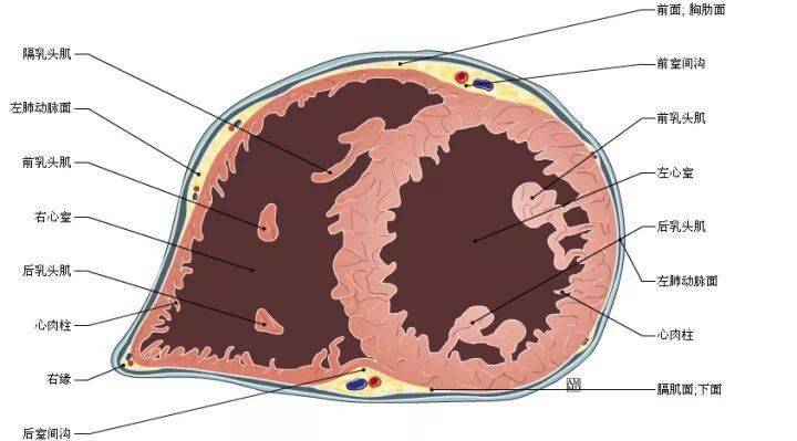 67史上最全心臟解剖圖值得收藏