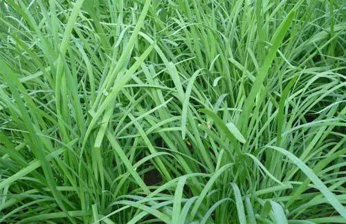 【一路购物广场】一路基地无土栽培绿色韭菜开始上市啦!