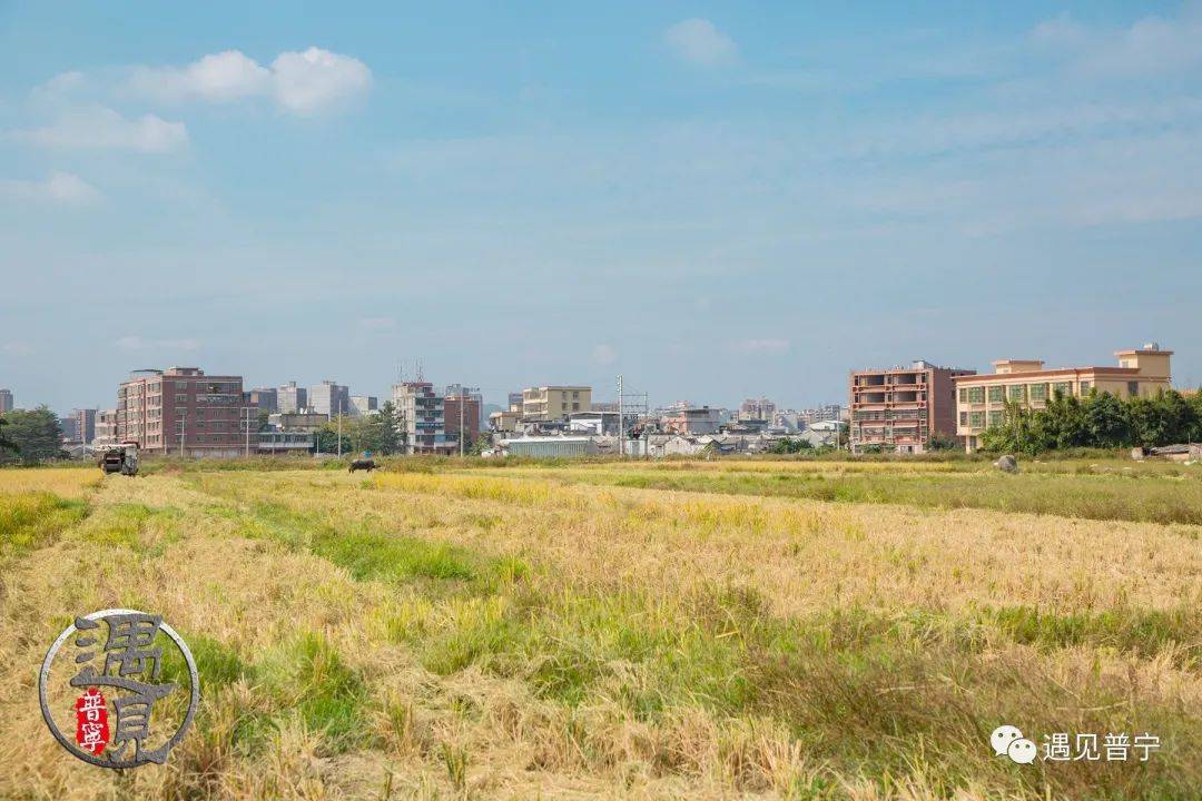 光南村稻田黄了