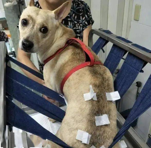 小狗被撞断脊椎,被主人无情抛弃,拾荒老人花10万为它治疗