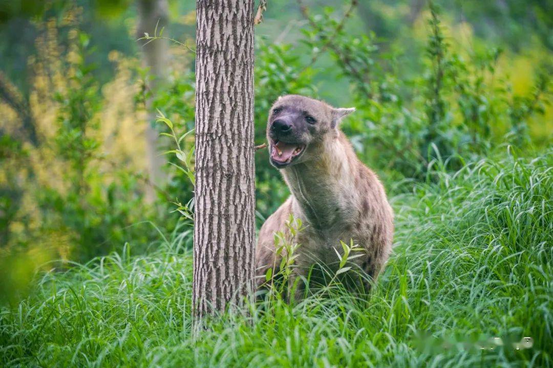 动物的超级感官——舌头
