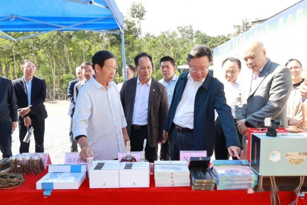 市区镇三级领导齐关注电白沙琅这条村因为沉香成团宠