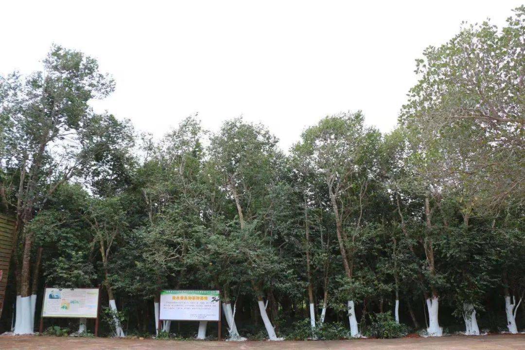 商务部市场体系建设司副司长胡剑萍一行调研香树·演