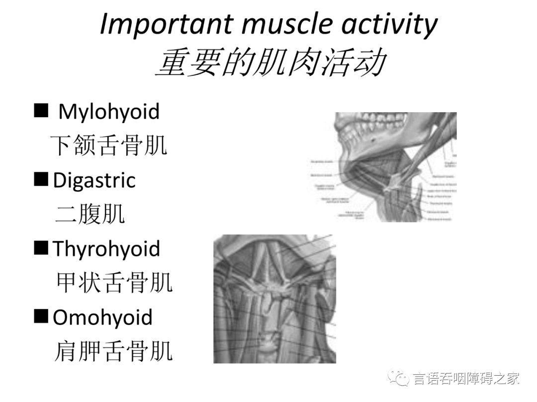 吞咽过程的肌肉运动