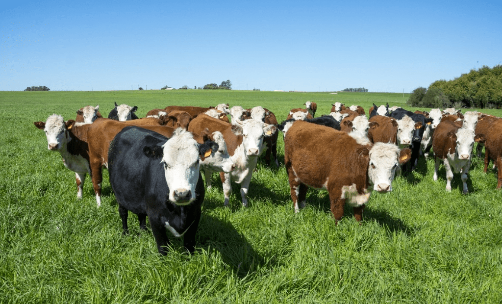 育肥牛养殖户大量抛出手中肥牛,导致育成肥牛牛源出现断档的现象