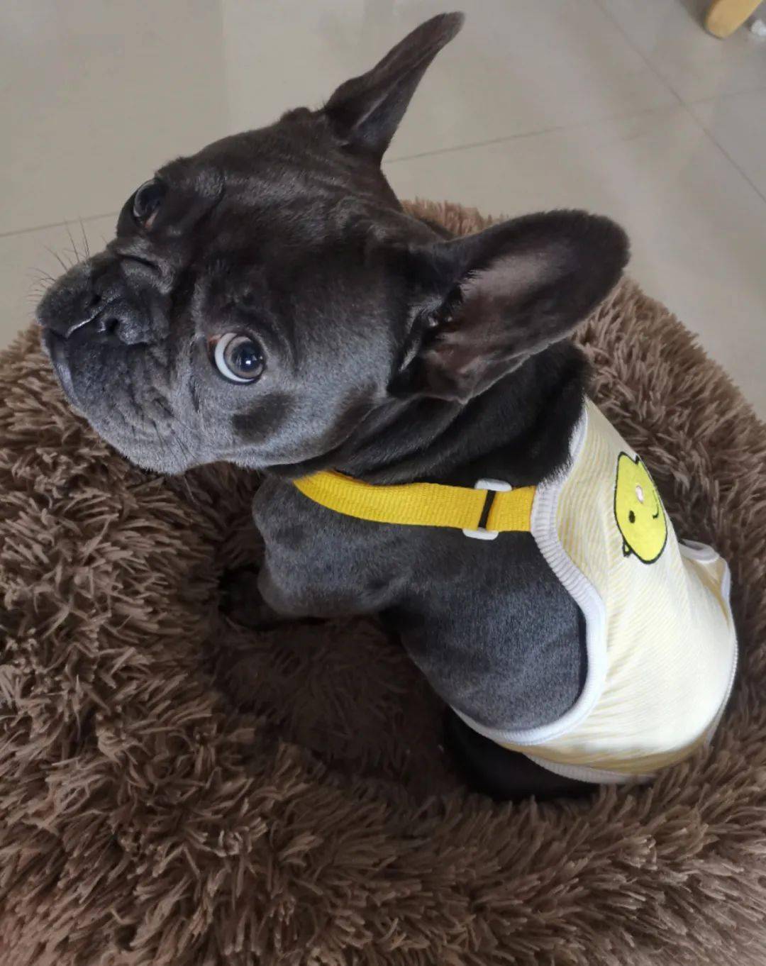 67千元寻狗南宁市青秀区柳沙三兴花园a9栋丢失法斗犬一只