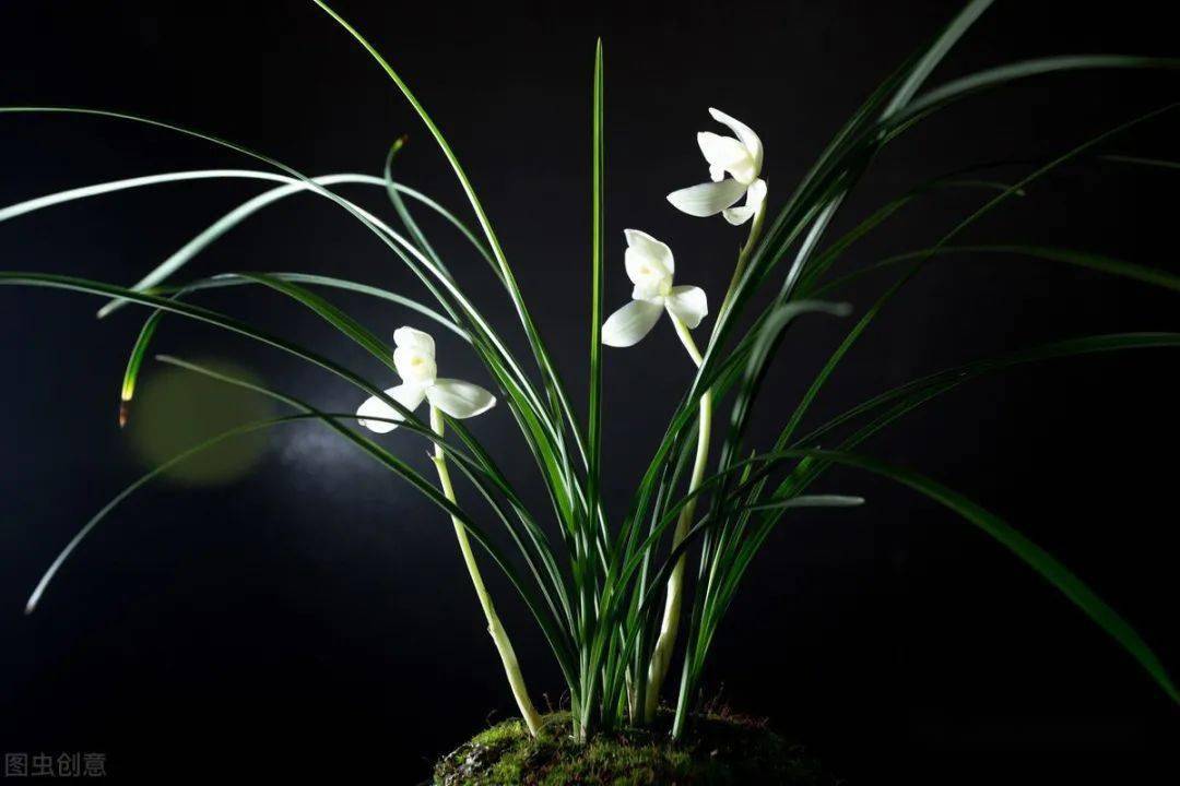 兰花有洁癖想要养好它三处卫生要搞好