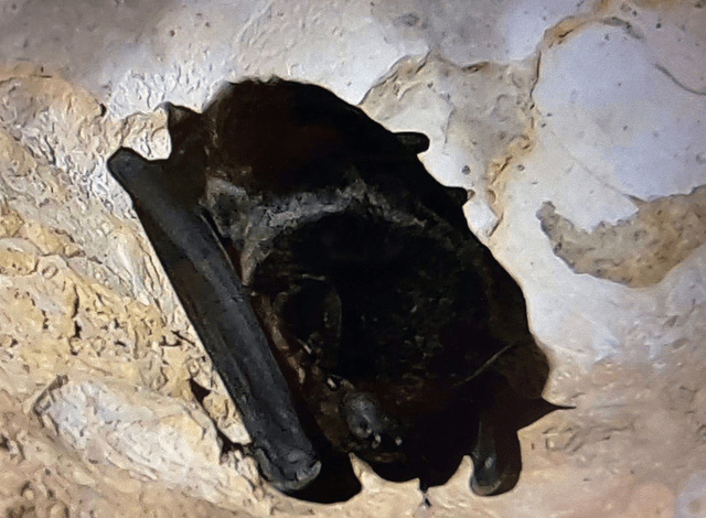 广元发现疑似新生物纯黑蝙蝠4足乳白物种环境保护生效了