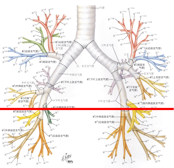 支气管段及亚段解剖图图片