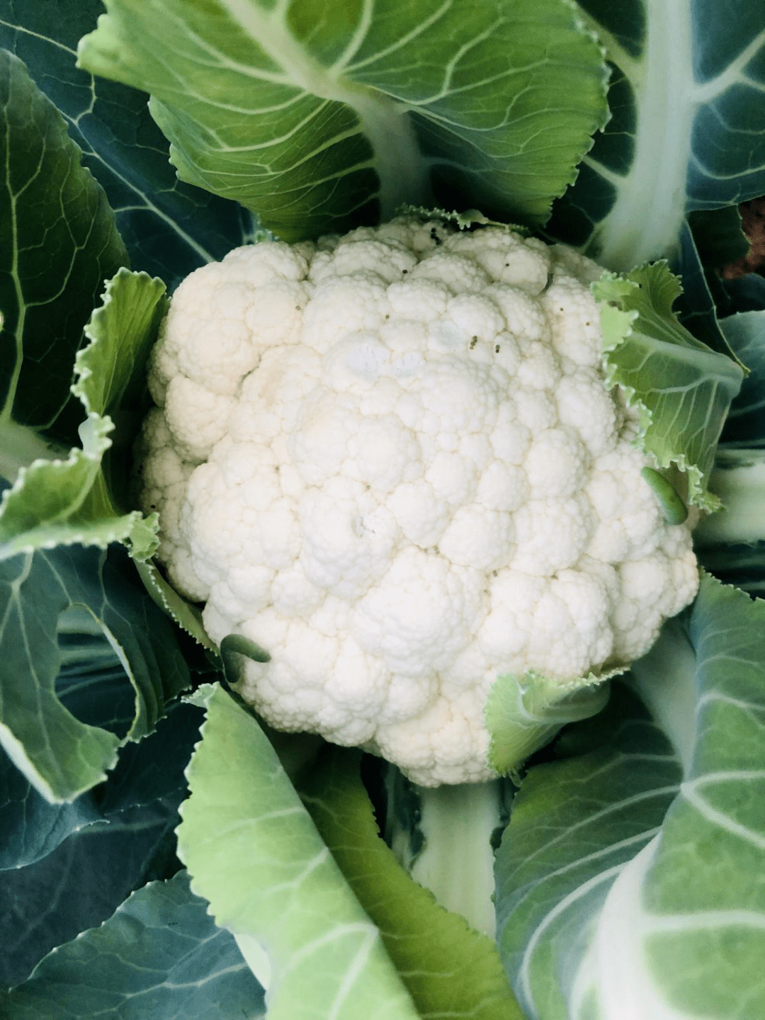 整整齐齐长着"上海青",像花朵一样招人爱.