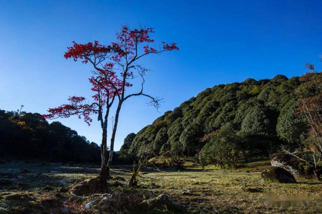 如果你还没来过苤菜坝,那么找个机会,约上家人与