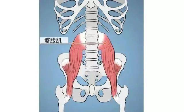 谁练核心还练腹肌呀关注一下髂腰肌