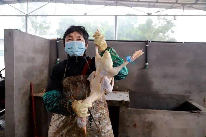 隨著中心城區所有農貿市場的活禽交易,宰殺點關停,他們夫婦倆把攤位