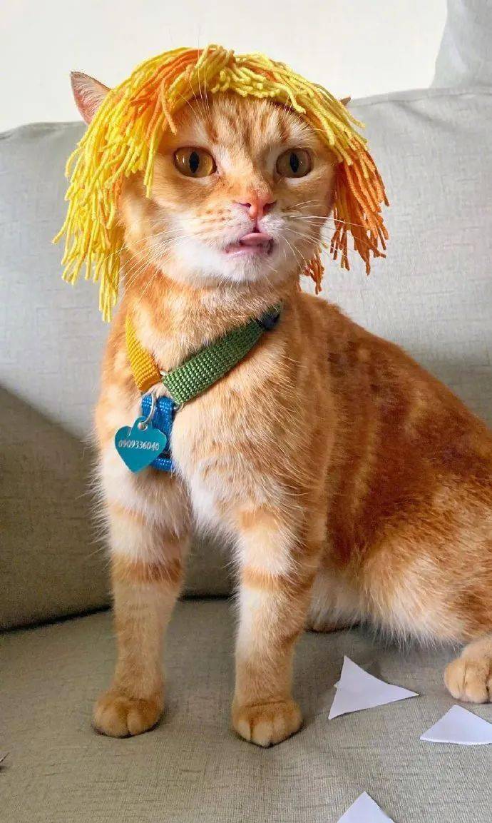 网友给猫买了假发,随手给它一戴,瞬间变得好时尚!