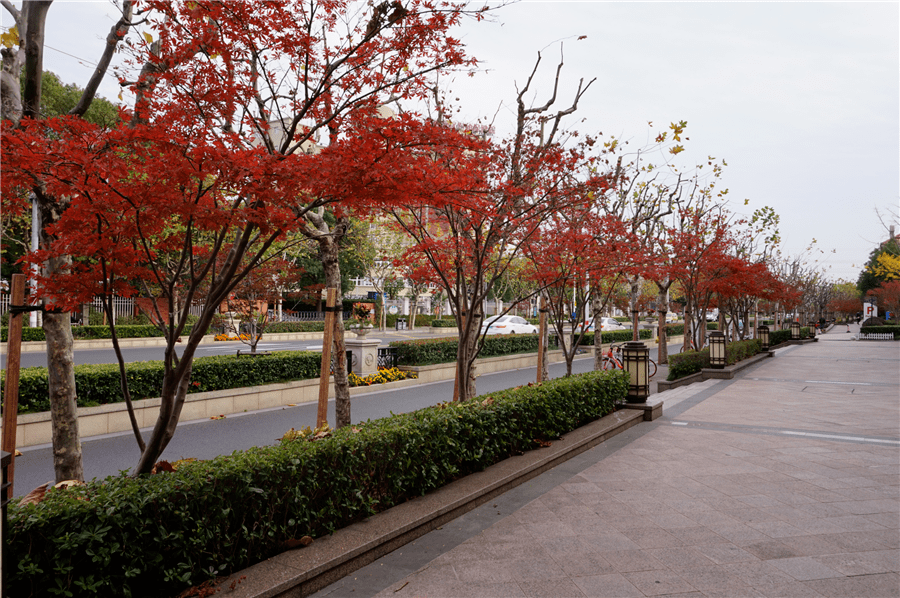 奉贤这条路入选2020年度上海市绿化特色道路目前是最佳观赏期哦