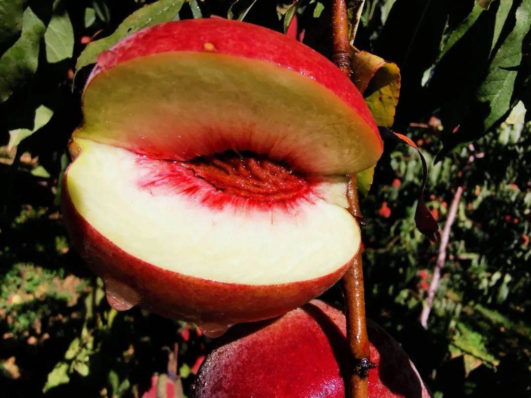 尝鲜期仅20天的大理冬桃上市了鲜嫩多汁软硬都能吃错过再等一年