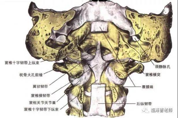 乾貨全身主要韌帶解剖起止點一篇總結到位