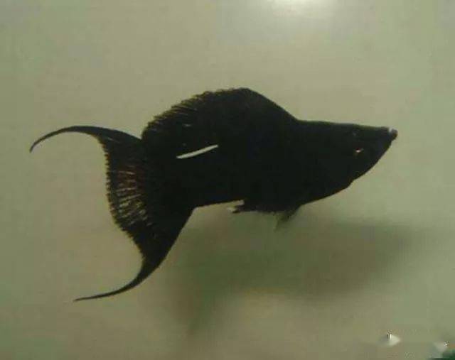 5,再比如黑玛丽鱼,普通的黑玛丽和球玛丽也是可以和虎皮鱼混养的,但是