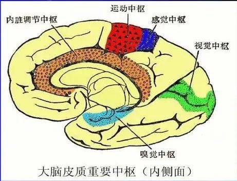 您知道最致命的衰老是哪里吗?是脑细胞 那头部衰老的征兆你知道吗?