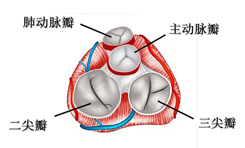 心脏瓣膜位置解剖图图片