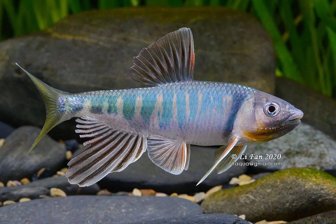 opsariichthys evolans海南鱲 opsariichthys hainanensis长体拟鲿