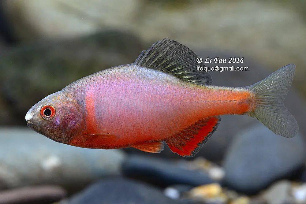 「原生连线2020」第7期 ||李帆:生态与景观的协调统一_手机搜狐网