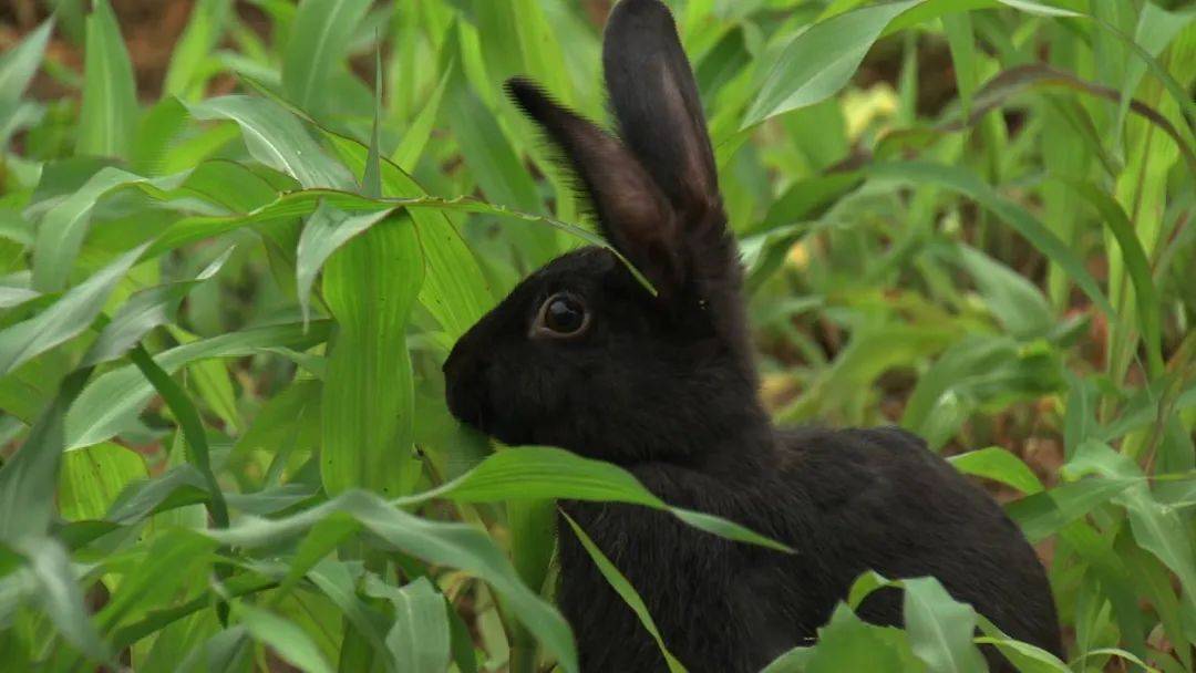 谁说养兔不赚钱福建上杭夫妇养殖黑兔年赚千万元