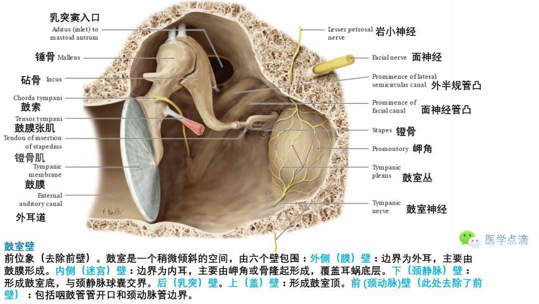 鼓室壁中耳:鼓室,咽鼓管鼓膜外耳道的弯曲外耳道,鼓膜和鼓室耳廓感觉