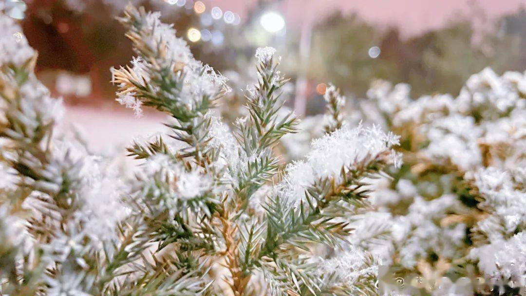 人未眠!这样的青城雪美景美人更美