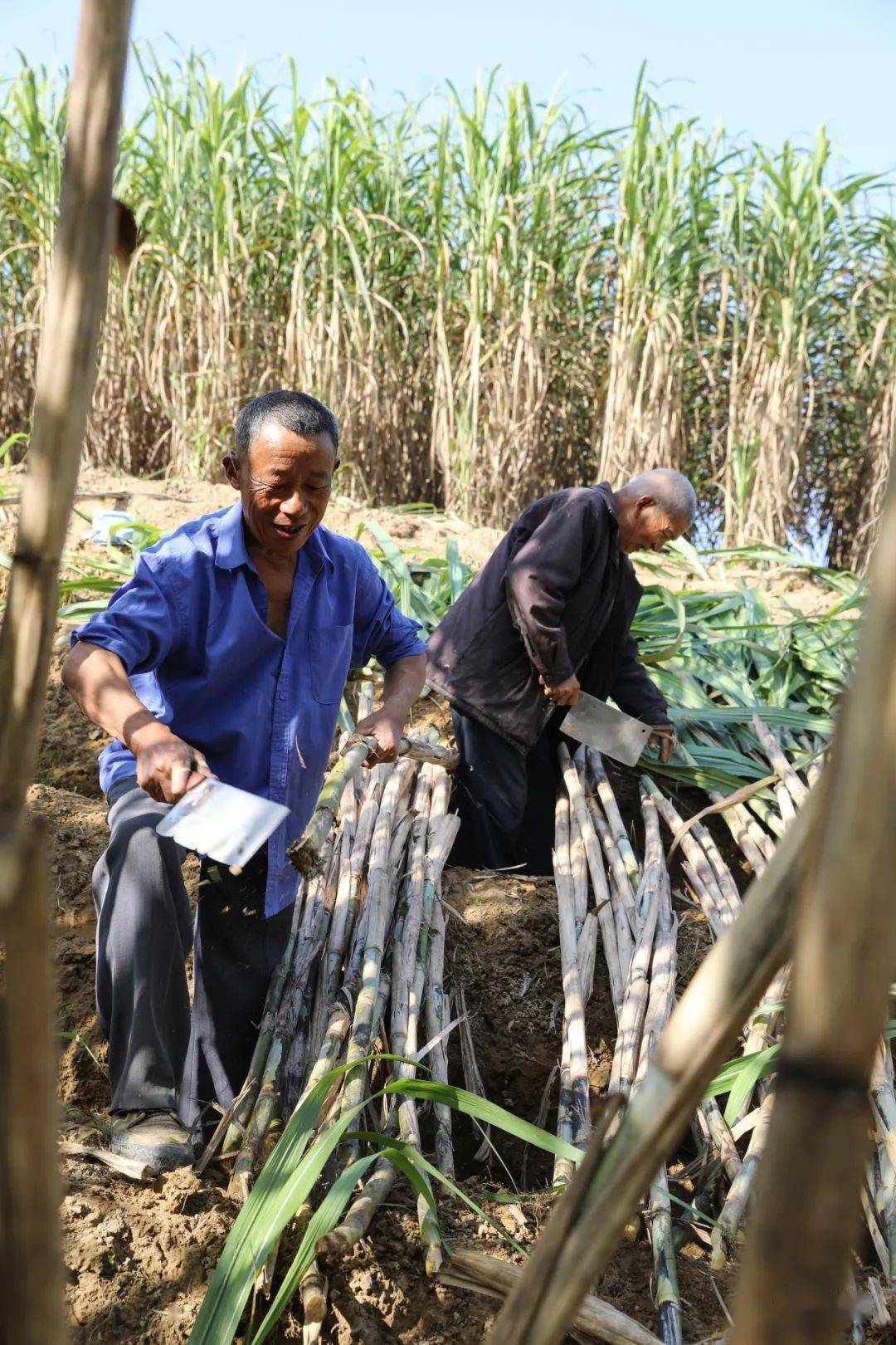 甜蜜蜜清平镇3000吨南溪甘蔗熟了