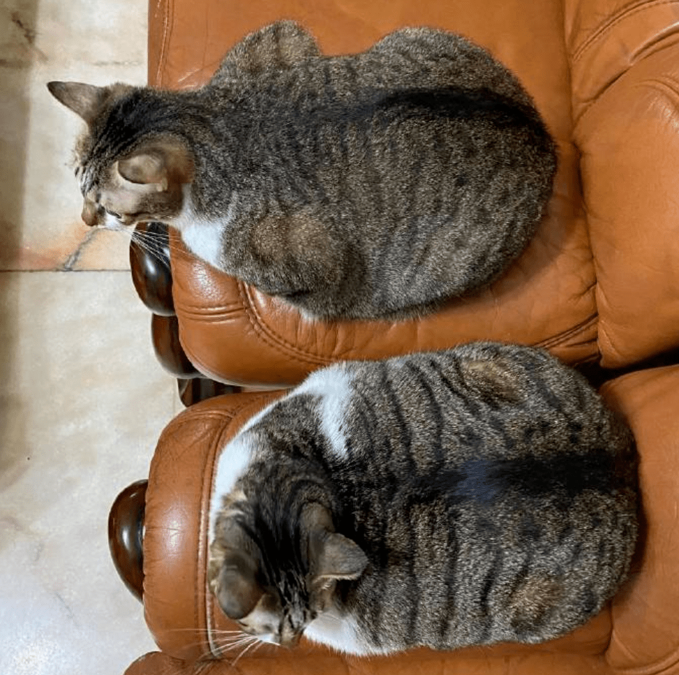 肥猫趴下秒变"方形抱枕",看清全貌后网友笑翻:这是养猪场吧?